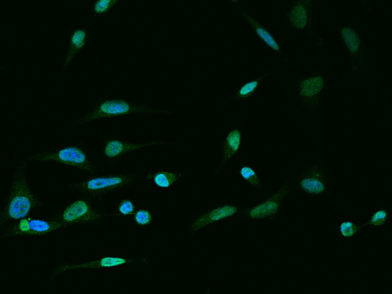 XRCC2 Antibody