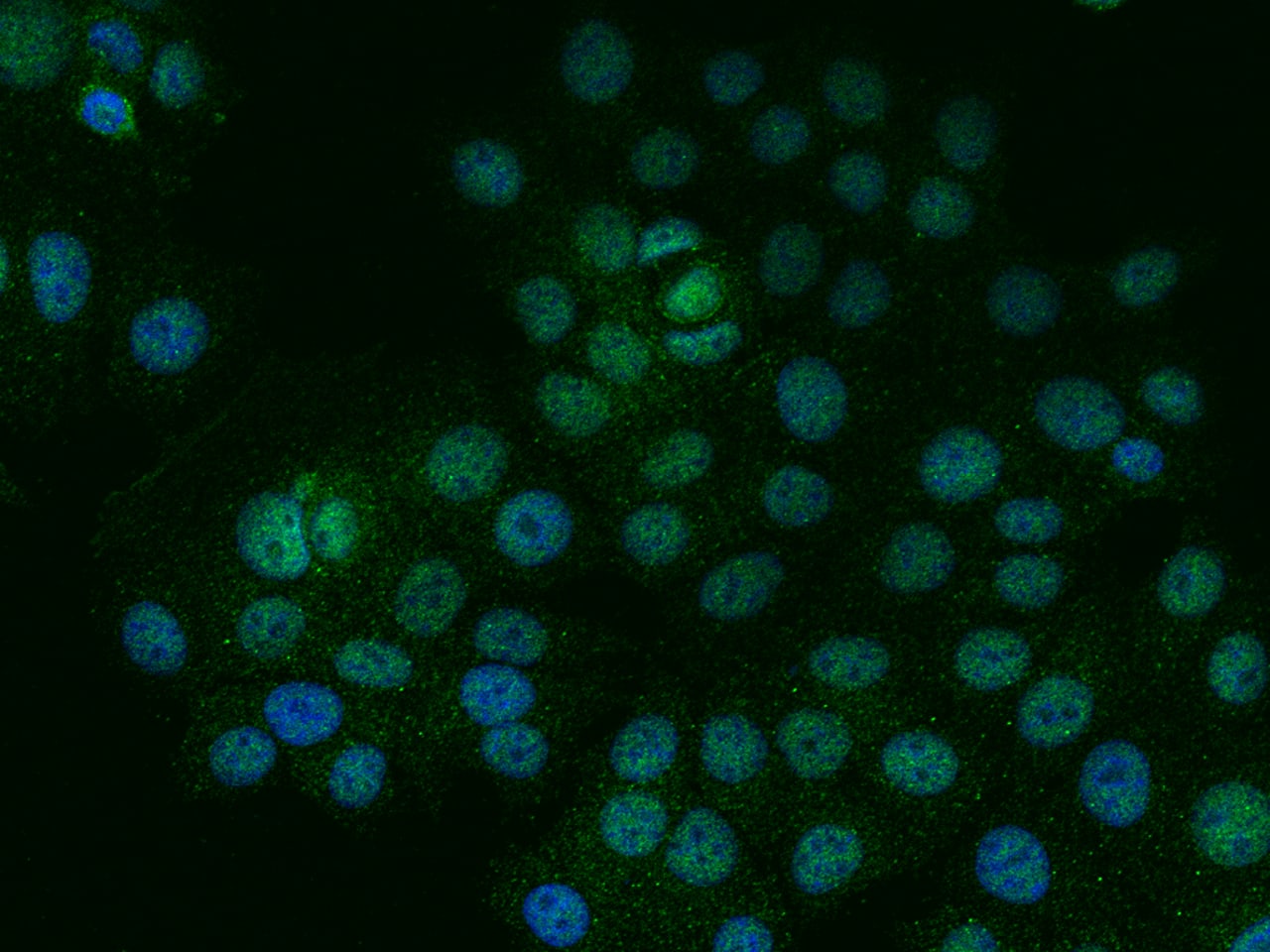 IRX4 Antibody