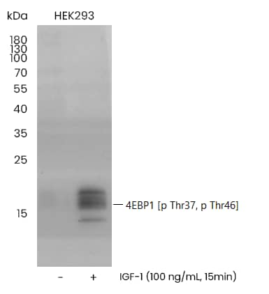 4EBP1 [p Thr46, p Thr37] Antibody (0014) - Azide and BSA Free