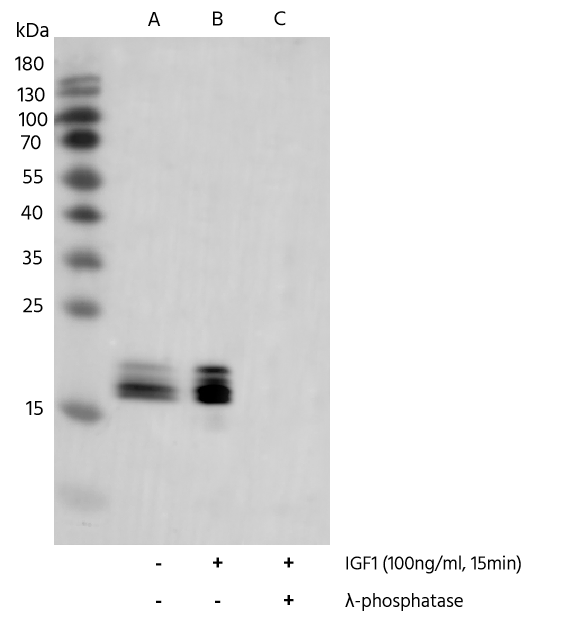 4EBP1 [p Thr46, p Thr37] Antibody (0014) - Azide and BSA Free