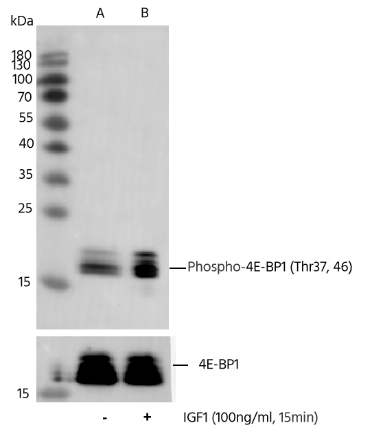 4EBP1 [p Thr46, p Thr37] Antibody (0014) - Azide and BSA Free