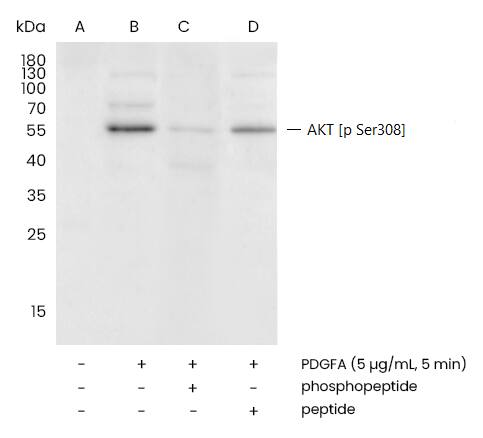 AKT [p Ser308] Antibody (0002) - Azide and BSA Free