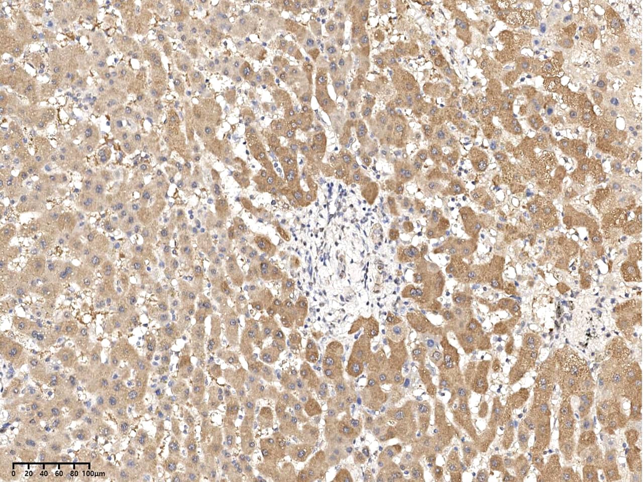 RNF114 Antibody - Azide and BSA Free