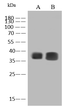 Monkeypox Virus B6R Antibody (004) - Azide and BSA Free