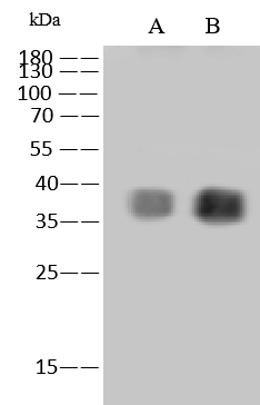 Monkeypox Virus B6R Antibody (006) - Azide and BSA Free