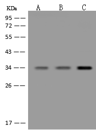GTF3C6 Antibody - Azide and BSA Free