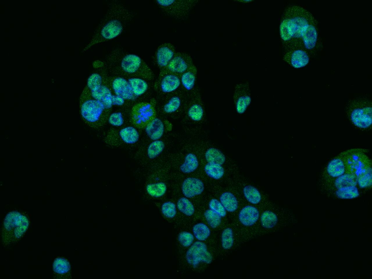 GTF3C6 Antibody - Azide and BSA Free