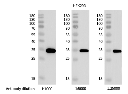 Ribosomal Protein S6/RPS6 [p Ser240, p Ser244] Antibody (0018) - Azide and BSA Free