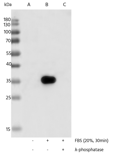 Ribosomal Protein S6/RPS6 [p Ser240, p Ser244] Antibody (0018) - Azide and BSA Free