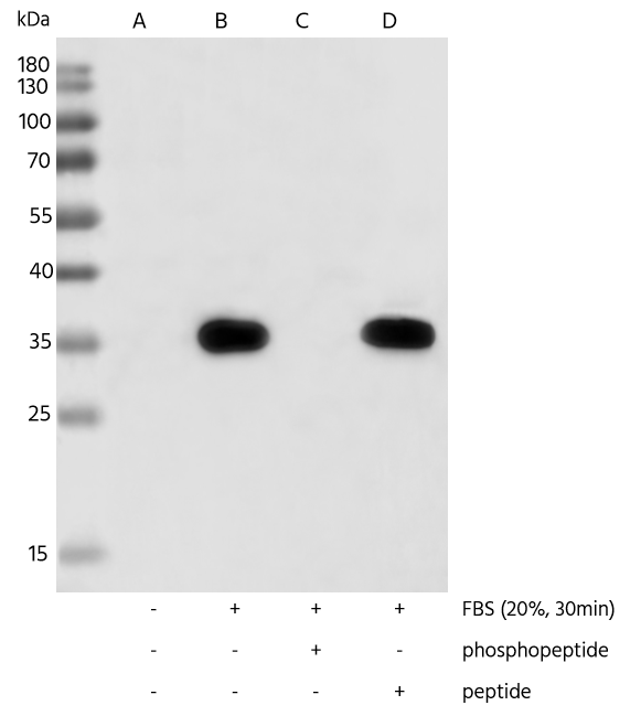 Ribosomal Protein S6/RPS6 [p Ser240, p Ser244] Antibody (0018) - Azide and BSA Free