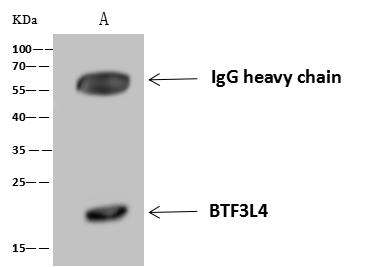BTF3L4 Antibody - Azide and BSA Free