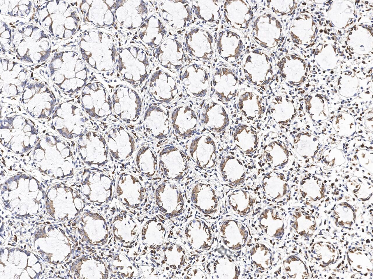 MGME1 Antibody - Azide and BSA Free