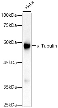 Tubulin alpha-1B Antibody (ARC51243)