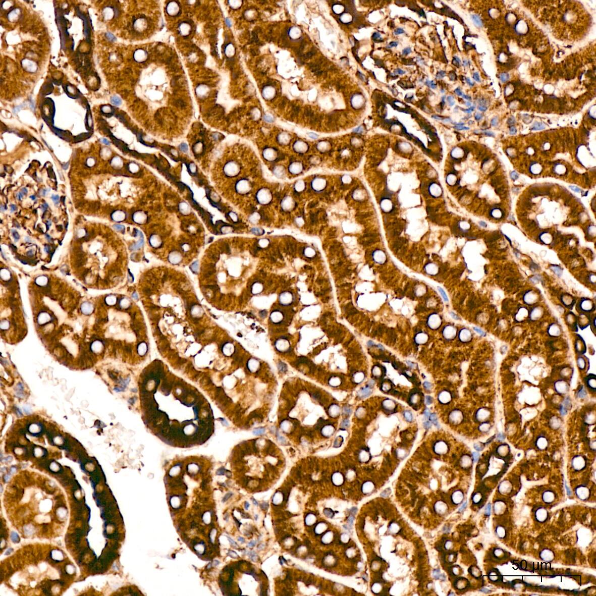 Tubulin alpha-1B Antibody (ARC51243)