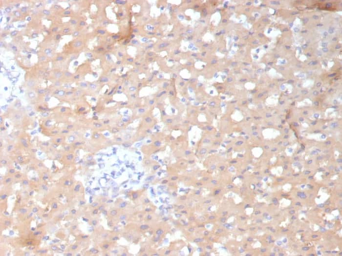 ALDH1L1 Antibody (ALDH1L1/7970) Immunohistochemistry-Paraffin: ALDH1L1 Antibody (ALDH1L1/7970) [NBP3-23579] -