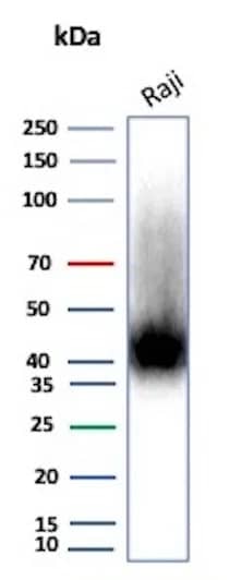CD38 Antibody (rCD38/8334) Western Blot: CD38 Antibody (rCD38/8334) [NBP3-23583] -