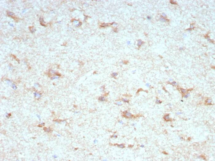 KChIP2 Antibody (KCNIP2/7589) Immunohistochemistry-Paraffin: KChIP2 Antibody (KCNIP2/7589) [NBP3-23597] -