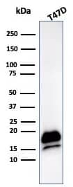 RNA Polymerase II/POLR2A Antibody (POLR2A/9089R) Western Blot: RNA Polymerase II/POLR2A Antibody (POLR2A/9089R) [NBP3-23600] -