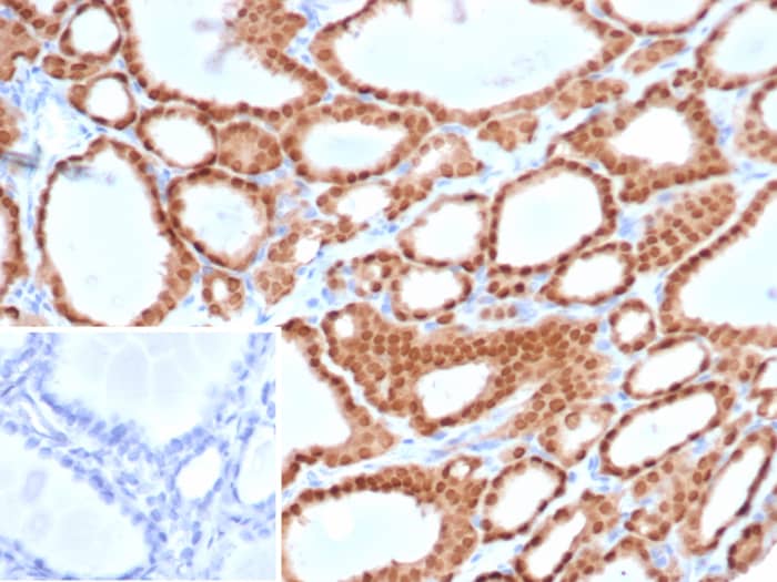 PAX8 Antibody (PAX8/6848R)