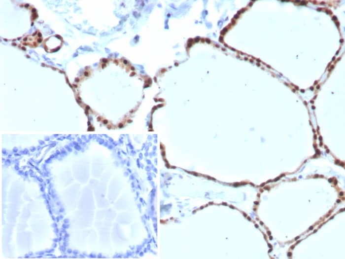 PAX8 Antibody (PAX8/8973R)