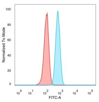 ZXDC Antibody (PCRP-ZXDC-2B5)