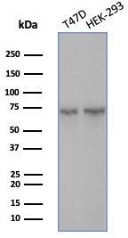 HspA1B Antibody (HSPA1B/7626)