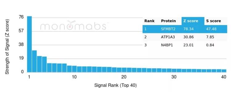 SFMBT2 Antibody (PCRP-SFMBT2-1B7) Protein Array: SFMBT2 Antibody (PCRP-SFMBT2-1B7) [NBP3-23640] -