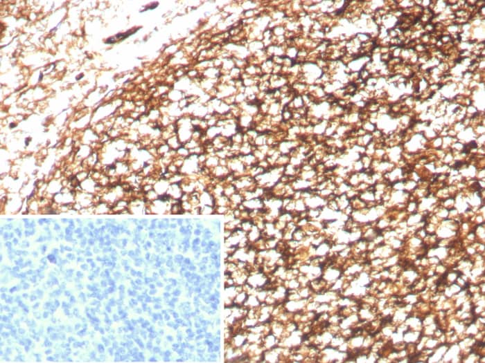 CD35 Antibody (CR1/8833R)