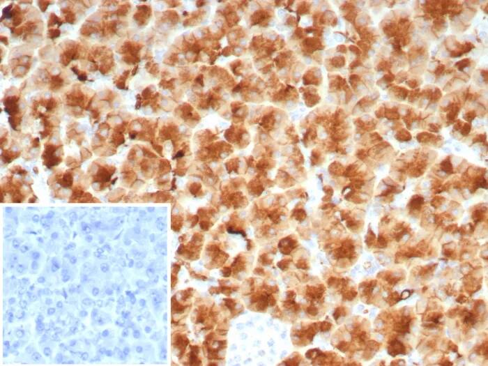 GP2 Antibody (rGP2/8617) Immunohistochemistry-Paraffin: GP2 Antibody (rGP2/8617) [NBP3-23665] -