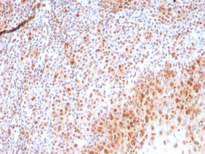 PCNA Antibody (rPCNA/8858)