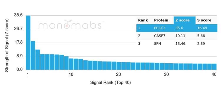 PCGF3 Antibody (PCRP-PCGF3-1D5)
