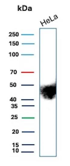 EMMPRIN/CD147 Antibody (BSG/9290R) Western Blot: EMMPRIN/CD147 Antibody (BSG/9290R) [NBP3-23675] -