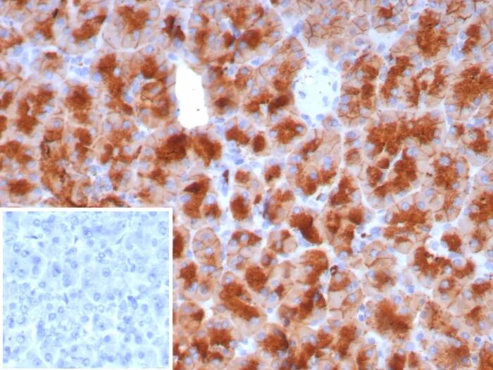 GP2 Antibody (GP2/8229R) Immunohistochemistry-Paraffin: GP2 Antibody (GP2/8229R) [NBP3-23678] -