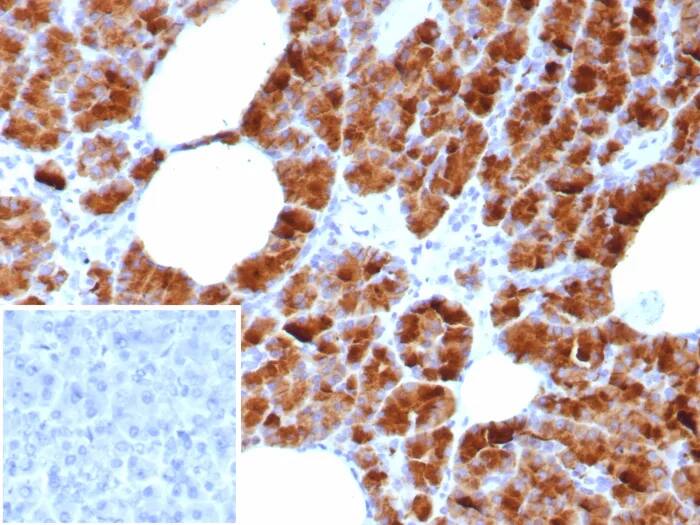 GP2 Antibody (GP2/8618R) Immunohistochemistry-Paraffin: GP2 Antibody (GP2/8618R) [NBP3-23679] -