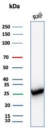 PCNA Antibody (PCNA/8303R)