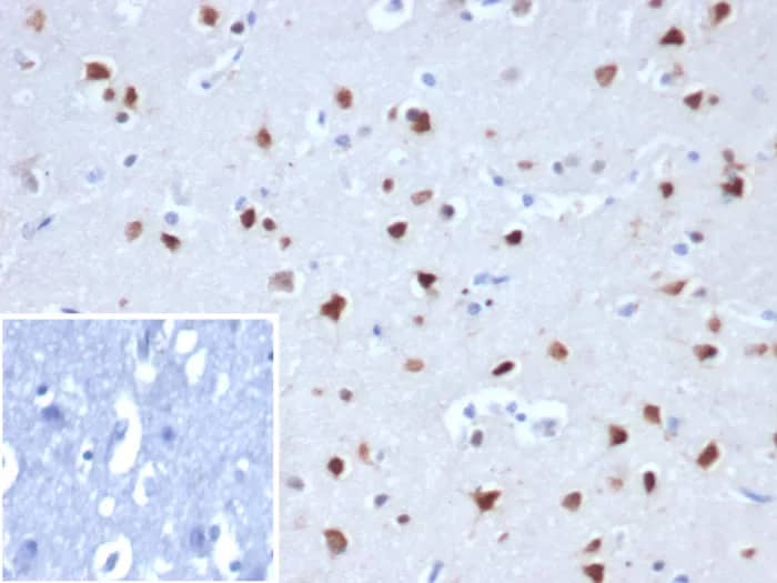 RBFOX3/NeuN Antibody (NEUN/8096R) Immunohistochemistry-Paraffin: RBFOX3/NeuN Antibody (NEUN/8096R) [NBP3-23685] -