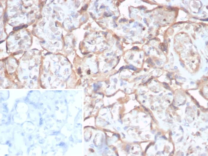 TGF-beta Antibody (TGFB/7240) Immunohistochemistry-Paraffin: TGF-beta Antibody (TGFB/7240) [NBP3-23695] -