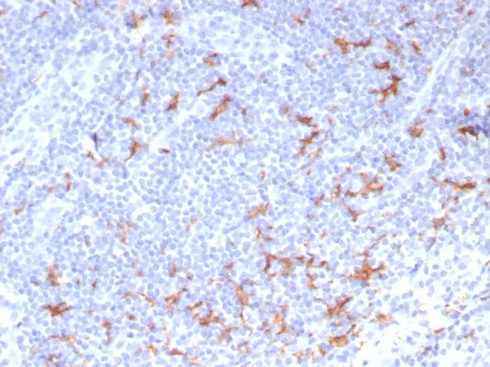 CD163L1 Antibody (CD163L1/7971) Immunohistochemistry-Paraffin: CD163L1 Antibody (CD163L1/7971) [NBP3-23697] -