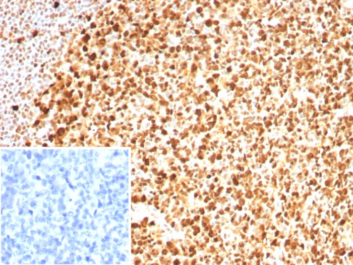 PCNA Antibody (PCNA/8633R)