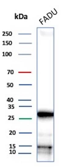 DRAP1 Antibody (PCRP-DRAP1-1A12) Western Blot: DRAP1 Antibody (PCRP-DRAP1-1A12) [NBP3-23706] -