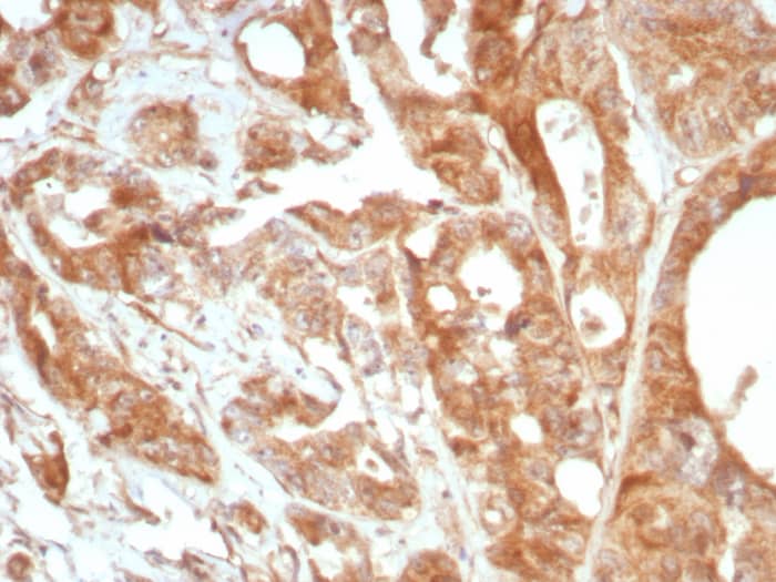 Podoplanin Antibody (PDPN/8875R)