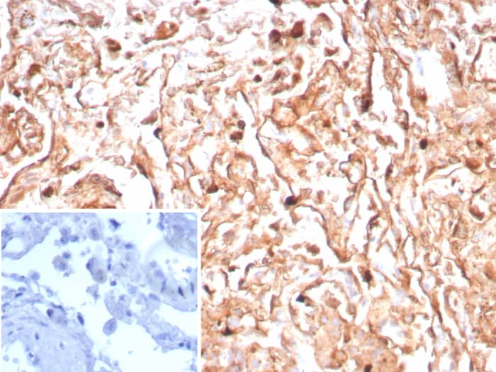 Podoplanin Antibody (PDPN/8950R)