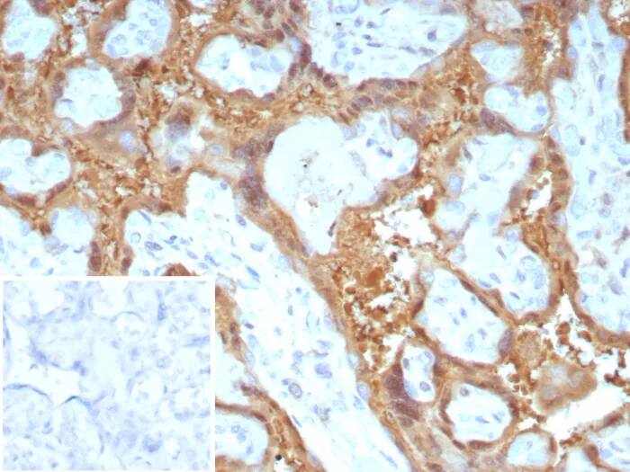 Galectin 13 Antibody (PP13/8897) Immunohistochemistry-Paraffin: Galectin 13 Antibody (PP13/8897) [NBP3-23729] -