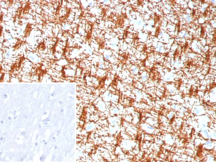 MBP Antibody (rMBP/9301) Immunohistochemistry-Paraffin: MBP Antibody (rMBP/9301) [NBP3-23738] -