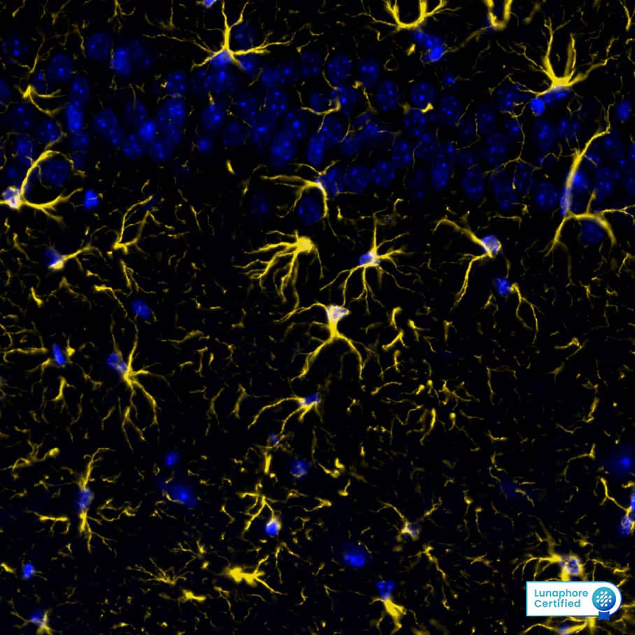 GFAP Antibody (ASTRO/1974R) - Azide and BSA Free GFAP Antibody (ASTRO/1974R) Detection of GFAP in Mouse Brain Cortex via seqIF� staining on COMET�