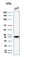 CD20 Antibody (rMS4A1/8044) Western Blot: CD20 Antibody (rMS4A1/8044) [NBP3-23744] -