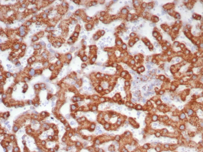 ALDH1L1 Antibody (ALDH1L1/7701)