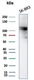ALDH1L1 Antibody (ALDH1L1/7701)