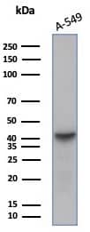ALDH1L1 Antibody (ALDH1L1/7702)