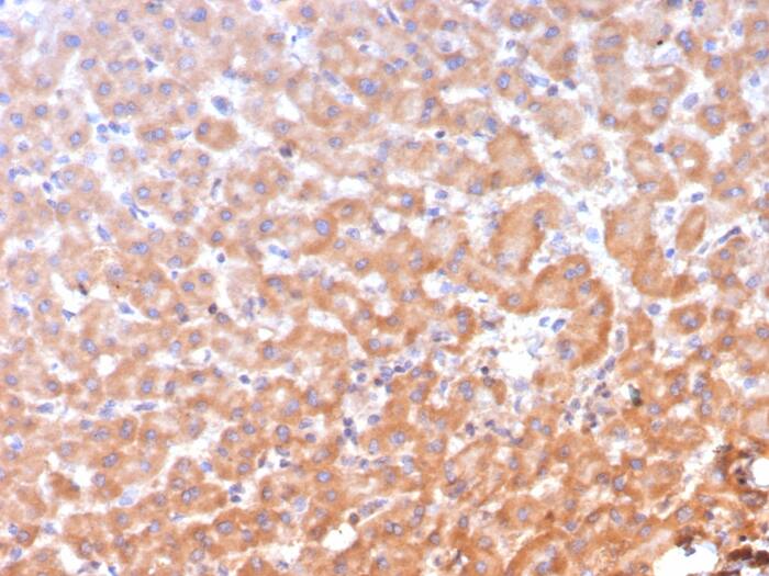ALDH1L1 Antibody (ALDH1L1/7958)